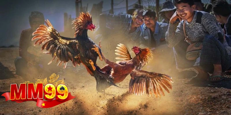 những cách để tham gia đá gà mm99 những cách để tham gia đá gà mm99